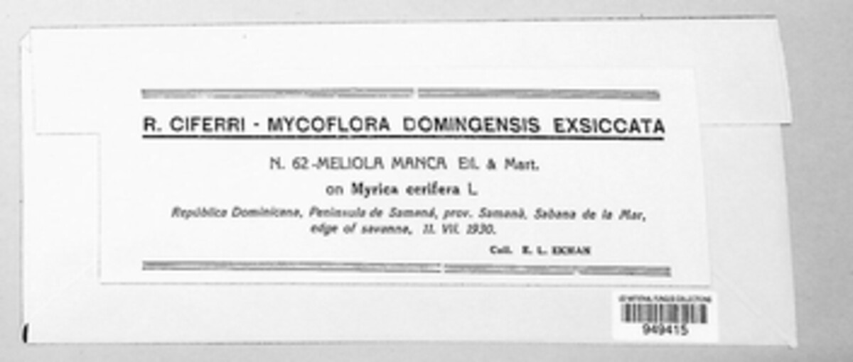 Asteridiella manca image